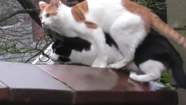 funny cats-funny cat videos #27