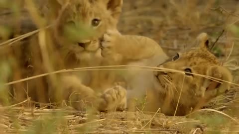 "🦁❌ Lion Cub Rejection: Heartbreaking Struggle for Acceptance Unveiled!"