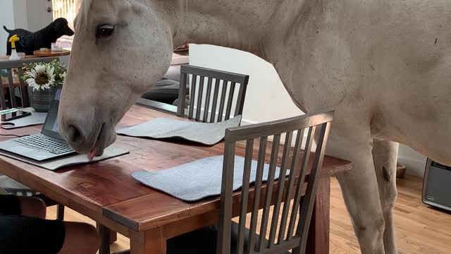 Amerigo the Porch Unicorn Hanging Out Inside with Family