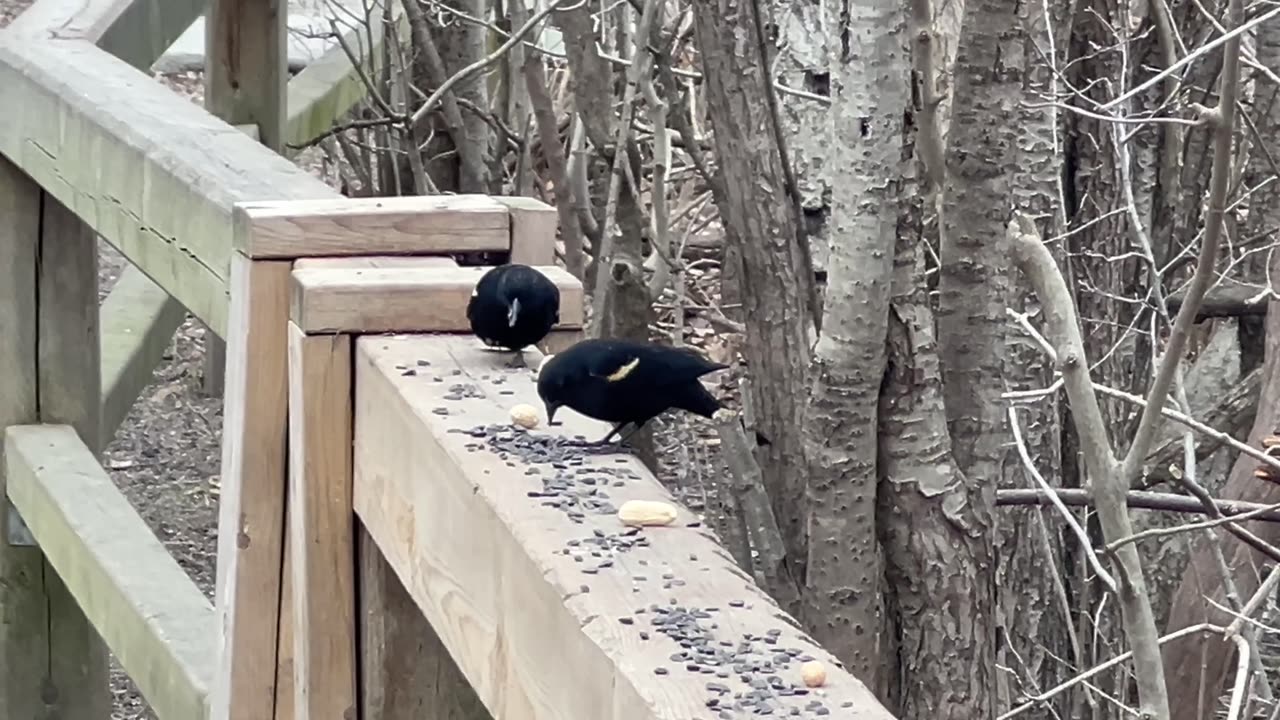 Red wing black bird seems to have an injured leg