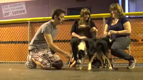 Dog training : how to train any dog the Basics