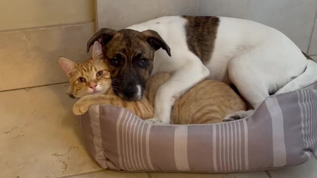 Dog And Cat Adorably Cuddle Together In Bed