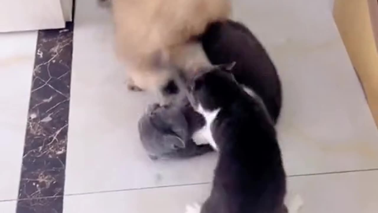 Two funny and cute cats are fighting with each other.