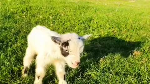 Cute goat#goat