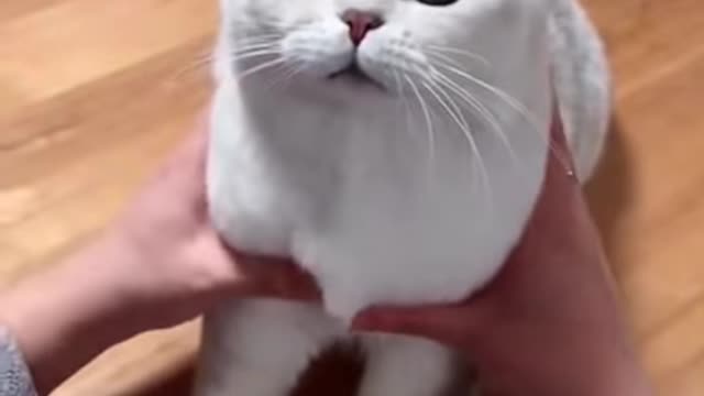 Most satisfying funny cat video 😅😅