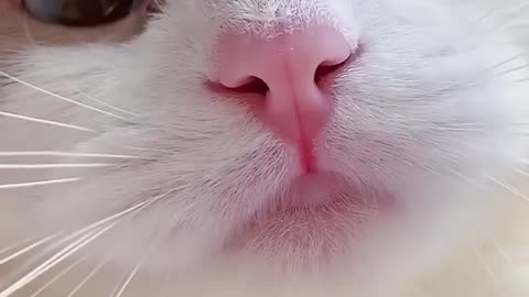 funny cat