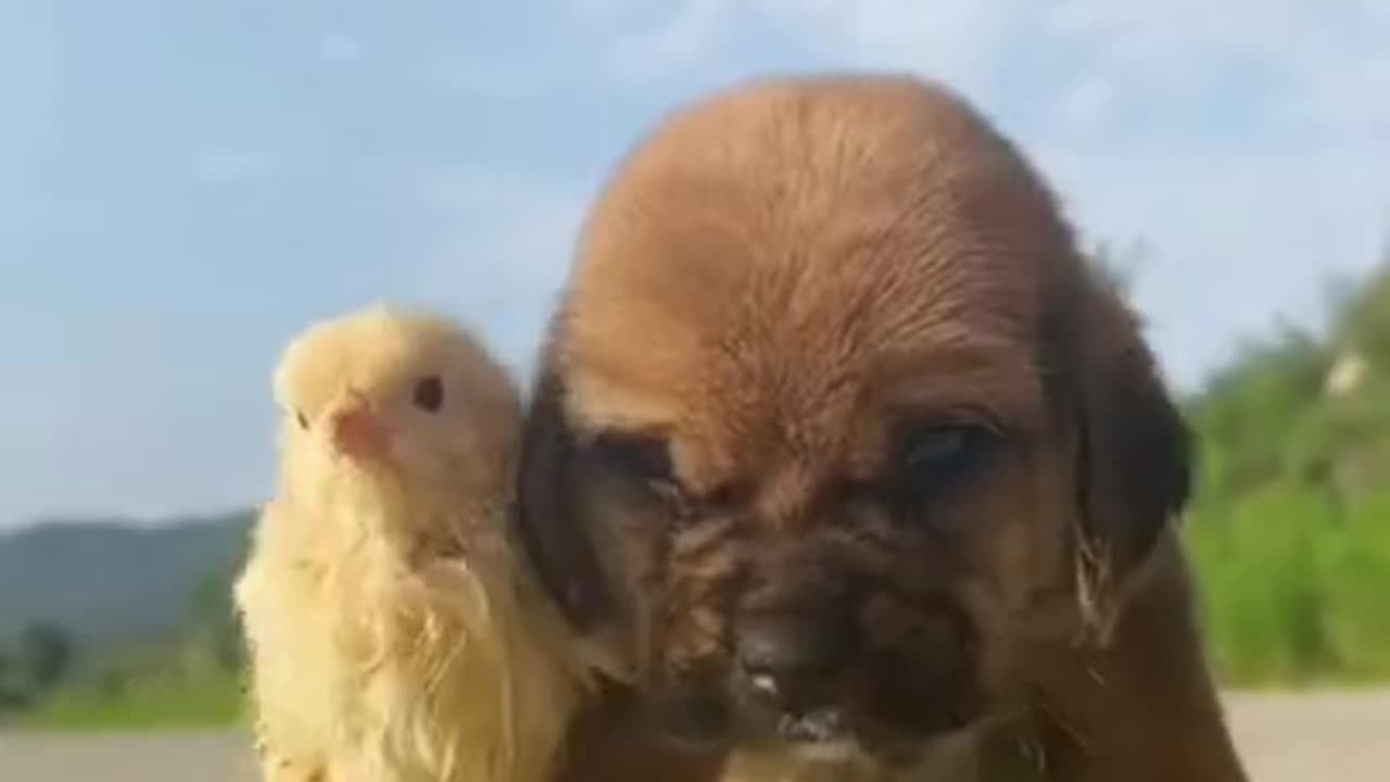 Funny Animal Video