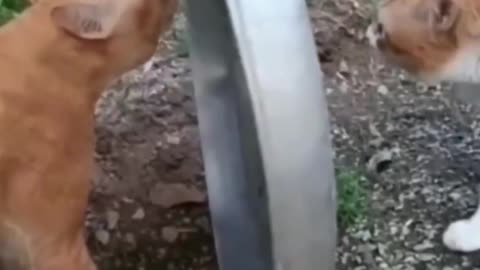 Hilarious Cat and Dog Antics – Funniest Animal Moments Compilation