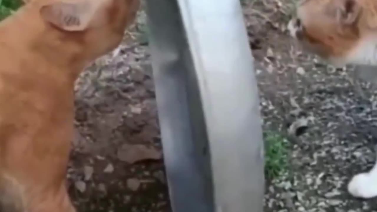 Hilarious Cat and Dog Antics – Funniest Animal Moments Compilation