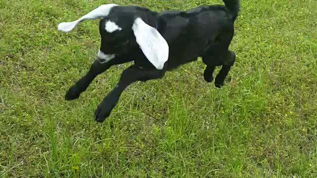 Goat jumps around