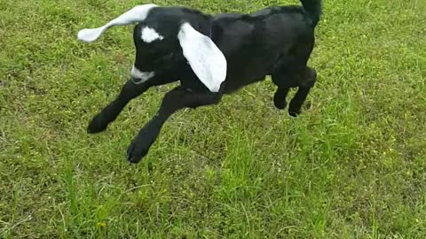 Goat jumps around