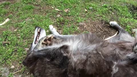 A very happy wolf