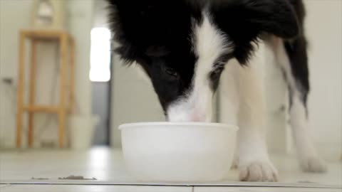 Dog drinking water