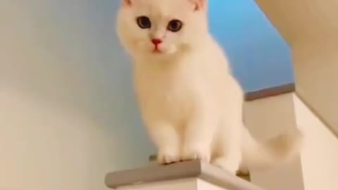 Sweet cats🥰🥰