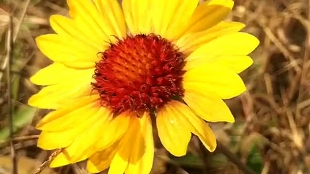 Yellow and red sunflower