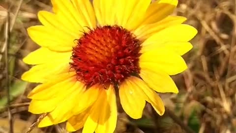 Yellow and red sunflower