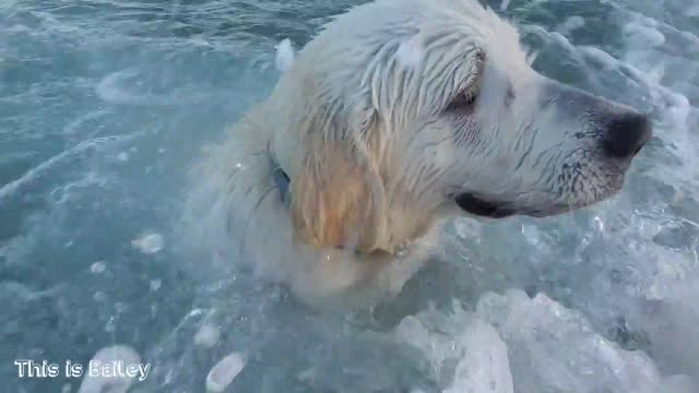 Bailey Golden Retriever Puppy Swim in Sea for First Time!