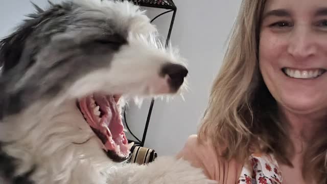 Hugs with Jackson Extraordinaire the Sheepadoodle dog