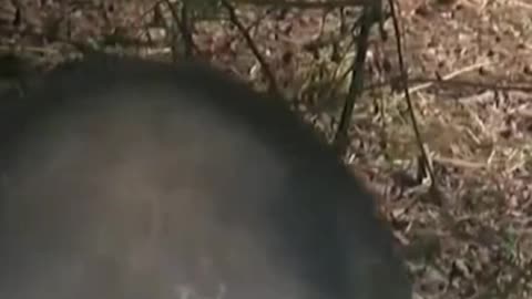 300-pound pig wreaks havoc inTennessee community