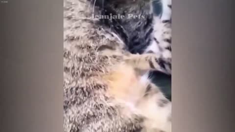 Try Not To Laugh Dogs And Cats Best Funny Video Compilation