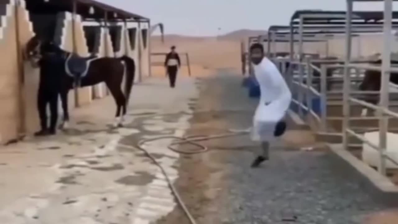 Animals comedy and attitudes