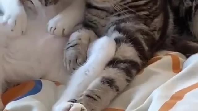 Cute funny cat video