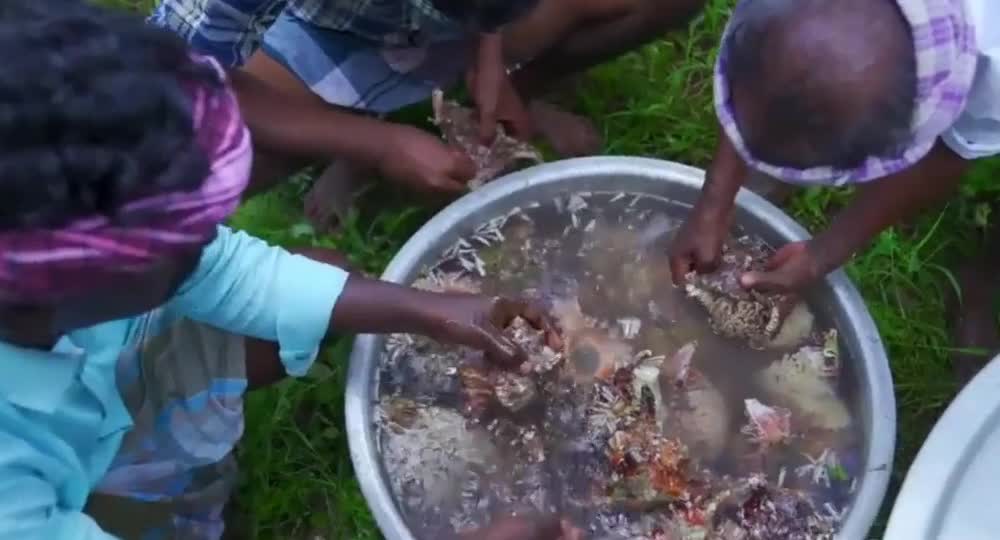 Use nearly 100 conchs to cook seafood curry dinner