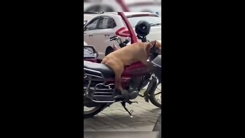 Funny animals - Funny cats / dogs - Funny animal videos 2024