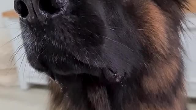 #dog #topdog #xyzbca #germanshepherd