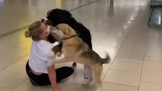 Dog reunion with owners