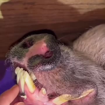 Hair stuck from the root of this pig's tooth.