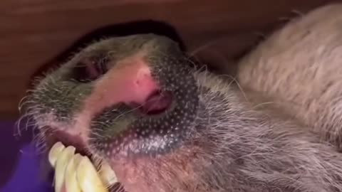 Hair stuck from the root of this pig's tooth.