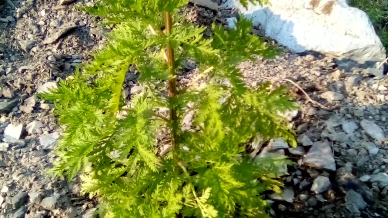 Artemisia annua, week 9.