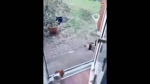 Funny animals