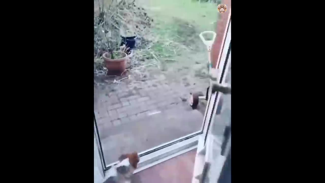 Funny animals