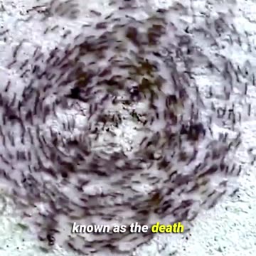Ants Death Spiral