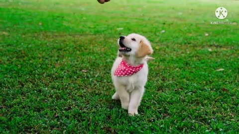 CUTE DOG