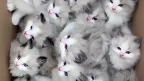 Cute cat