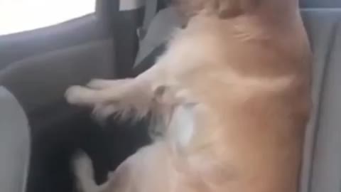 Funy dog
