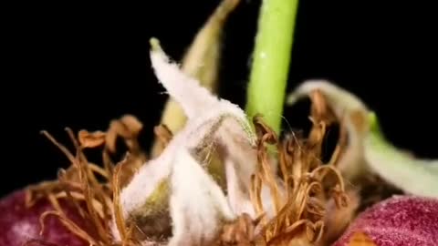 Pov strawberry peeling off