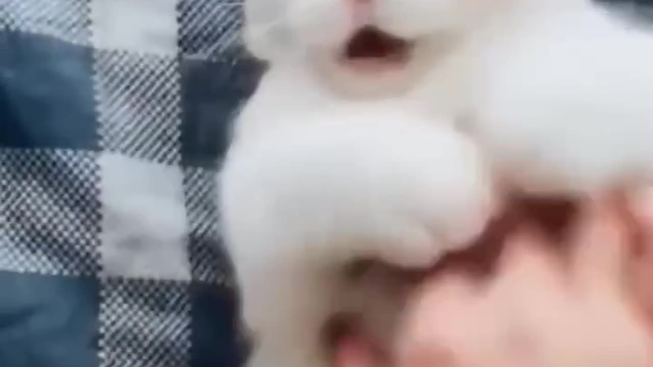 Funny cat 🐱🐈🐈🐱 video see and small