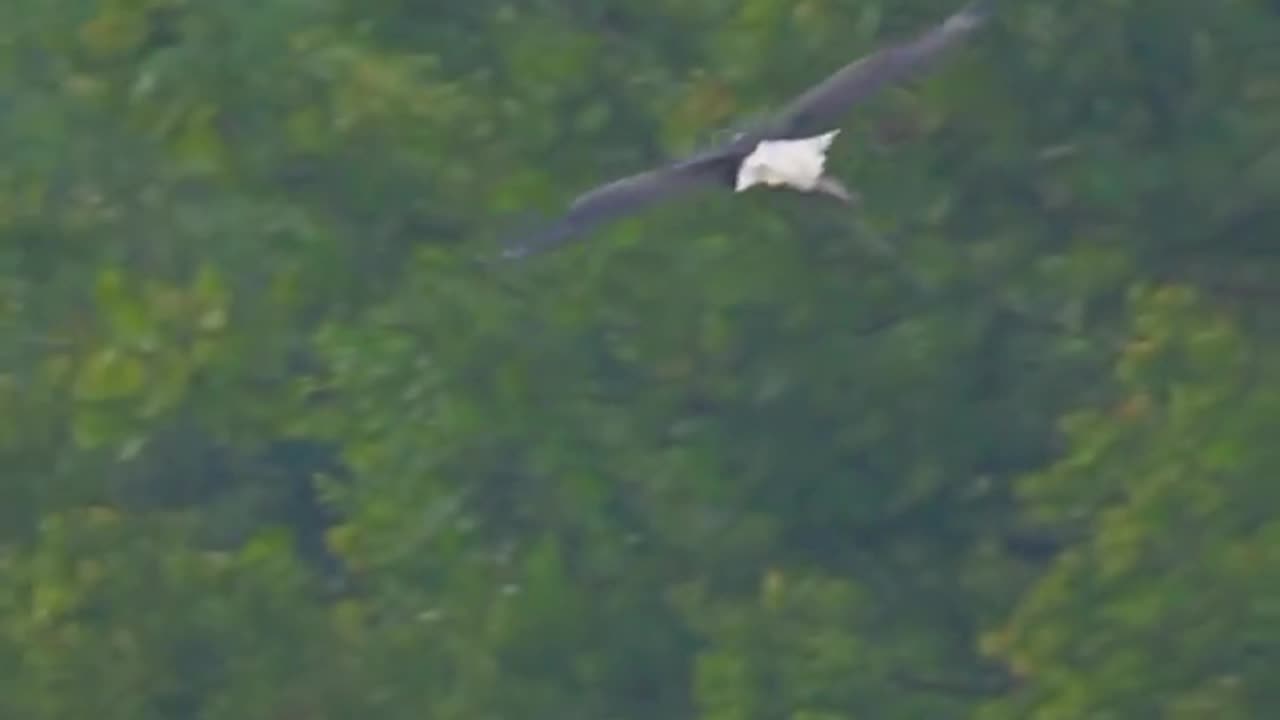 BALD EAGLE KING OF THE SKIES