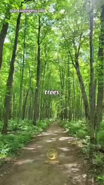 The Healing Beauty of Trees