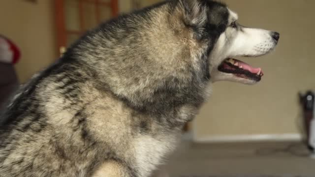 Let the dog dog angry moments