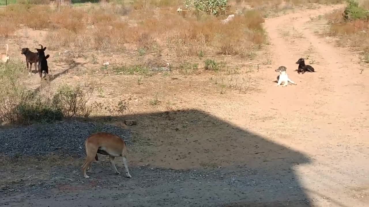 Stray dogs separating two locked dogs on the street