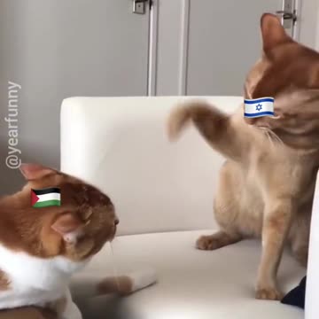 Israel vs Palestine Cats
