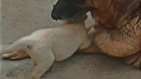 My German shepherd and Labrador puppy become good friends