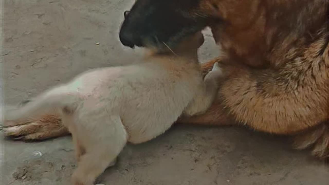 My German shepherd and Labrador puppy become good friends