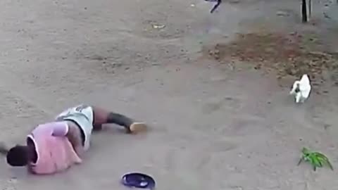 This man fell down while being kicked by a horse