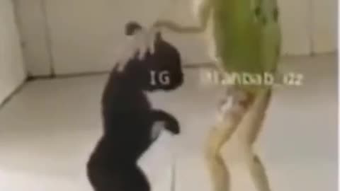 Dancing animals